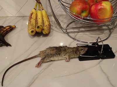 rodent trapping
