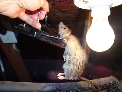 rodent trapping